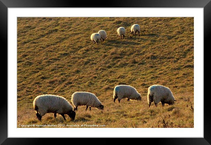 Ewes Grazing at Sunrise Framed Mounted Print by Hannah Morley