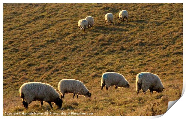 Ewes Grazing at Sunrise Print by Hannah Morley