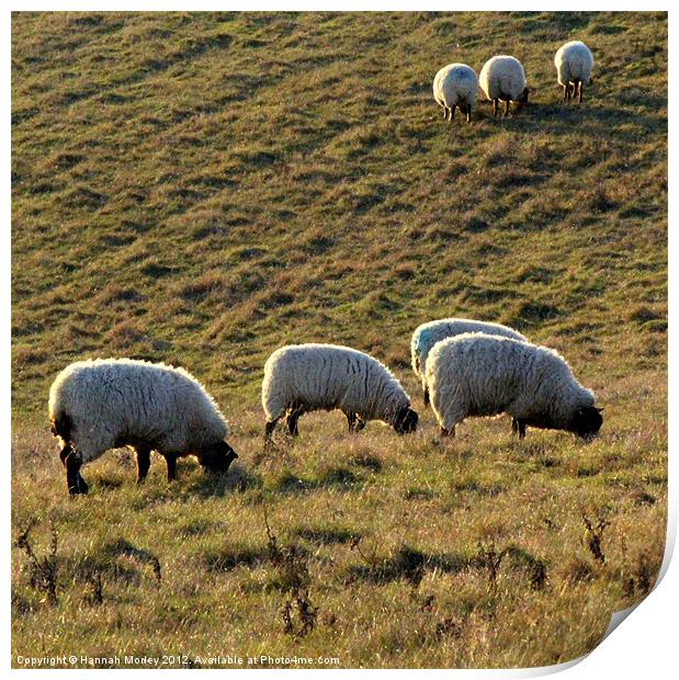 Ewes Grazing at Sunrise Print by Hannah Morley