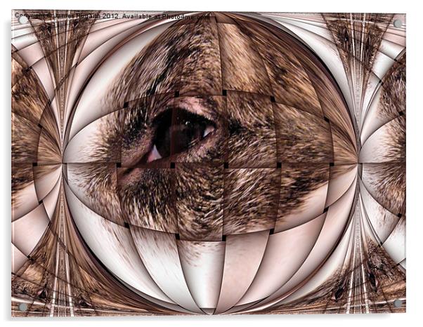 Brindle Eye Acrylic by James Hogarth