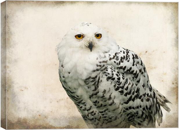 Snowy Owl Canvas Print by Jacqi Elmslie