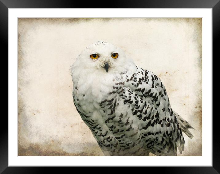Snowy Owl Framed Mounted Print by Jacqi Elmslie