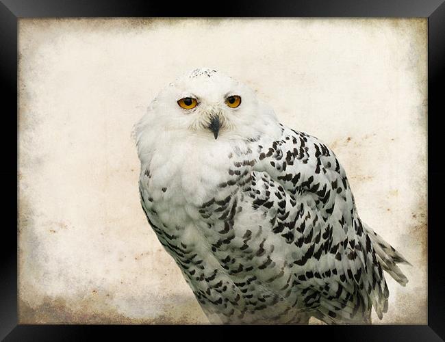 Snowy Owl Framed Print by Jacqi Elmslie