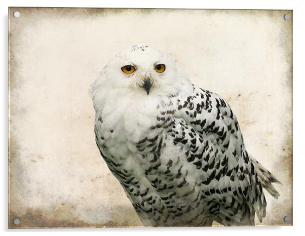 Snowy Owl Acrylic by Jacqi Elmslie