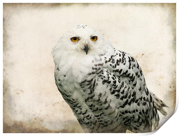 Snowy Owl Print by Jacqi Elmslie