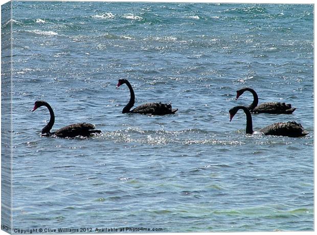 Lamantation of Black Swans Canvas Print by Clive Williams