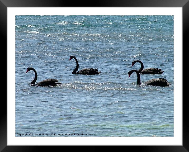 Lamantation of Black Swans Framed Mounted Print by Clive Williams