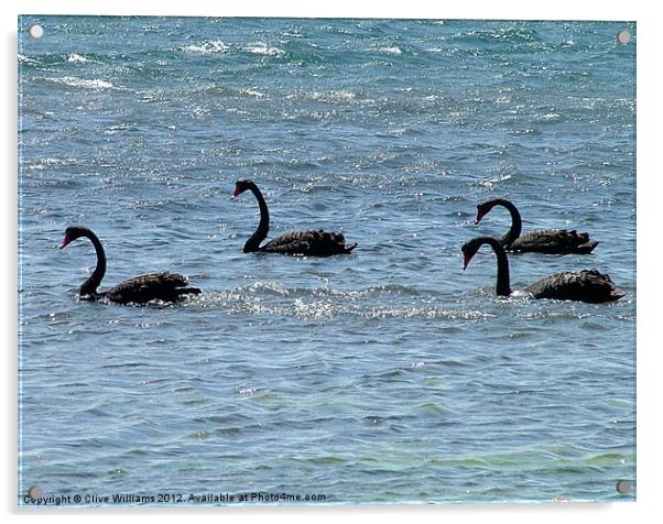 Lamantation of Black Swans Acrylic by Clive Williams