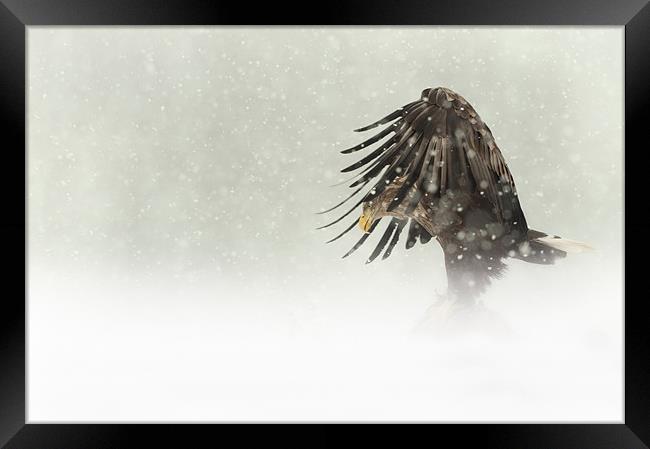 Dark Angel Framed Print by Natures' Canvas: Wall Art  & Prints by Andy Astbury