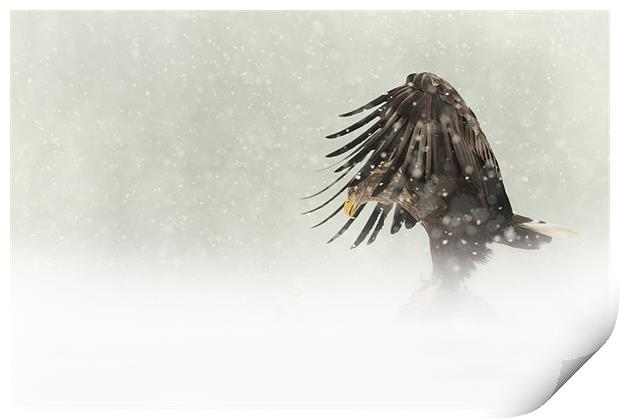 Dark Angel Print by Natures' Canvas: Wall Art  & Prints by Andy Astbury