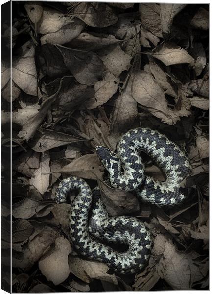 European Adder Canvas Print by Natures' Canvas: Wall Art  & Prints by Andy Astbury