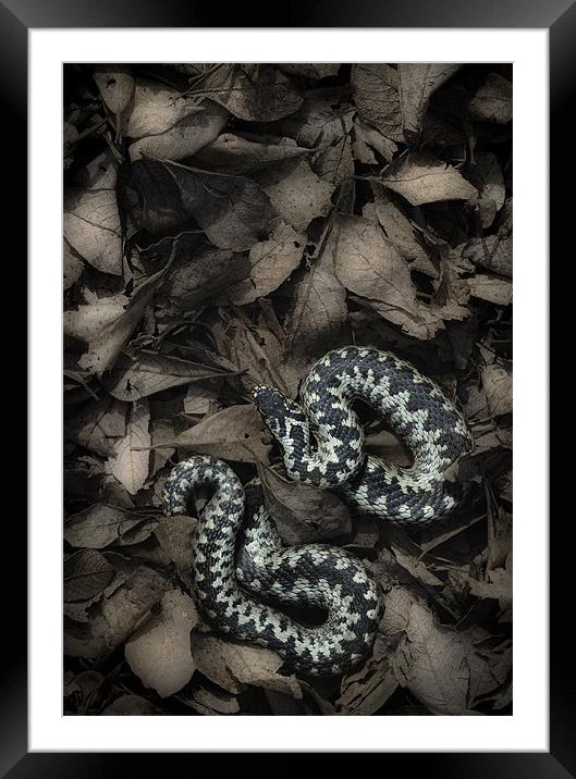European Adder Framed Mounted Print by Natures' Canvas: Wall Art  & Prints by Andy Astbury