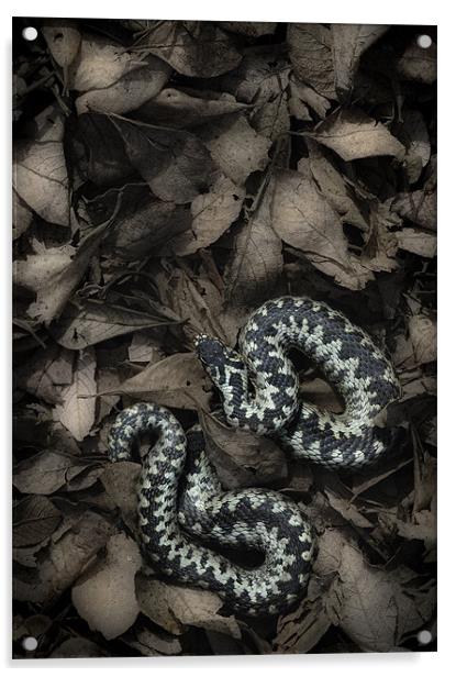 European Adder Acrylic by Natures' Canvas: Wall Art  & Prints by Andy Astbury