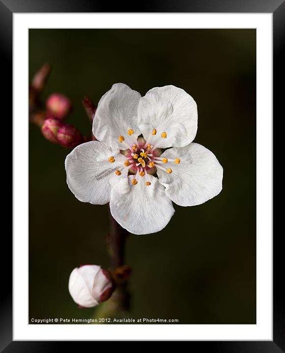 Cherry blossom Framed Mounted Print by Pete Hemington