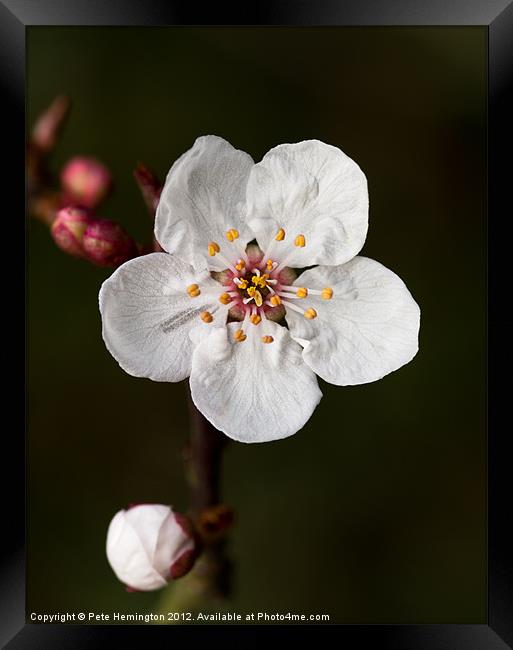 Cherry blossom Framed Print by Pete Hemington