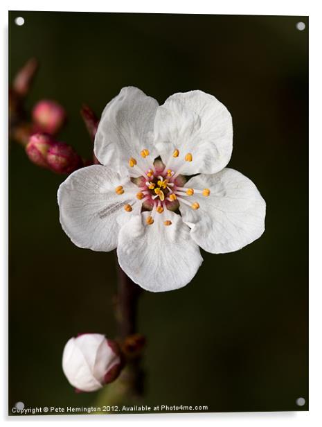 Cherry blossom Acrylic by Pete Hemington