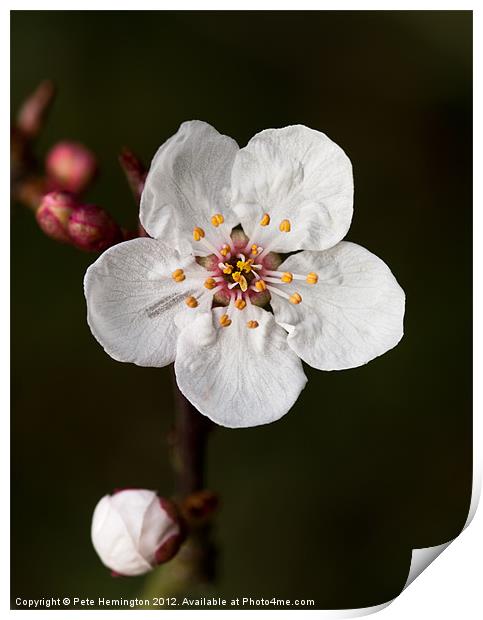 Cherry blossom Print by Pete Hemington