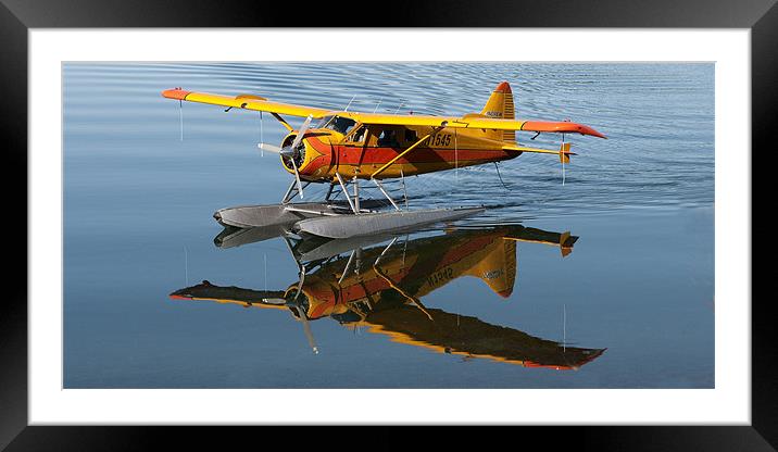 Beaver Reflections Framed Mounted Print by Keith Barker