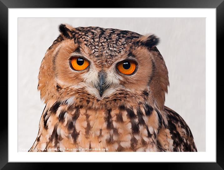 Savigny's Eagle Owl. (Bubo Ascalaphus) Framed Mounted Print by Steve Liptrot