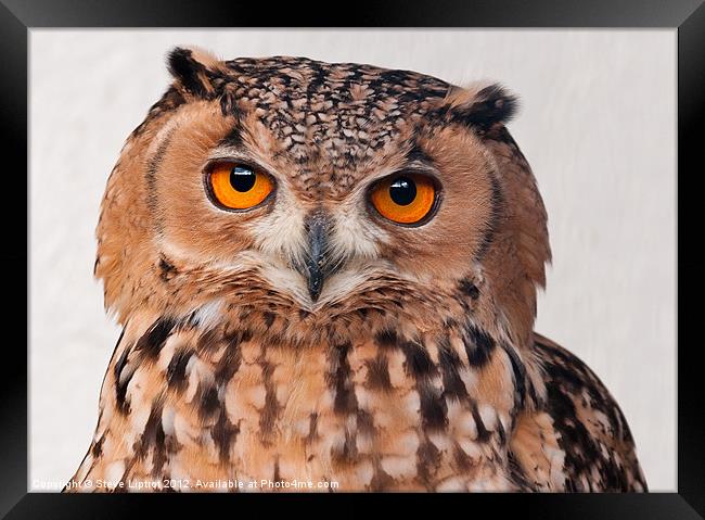 Savigny's Eagle Owl. (Bubo Ascalaphus) Framed Print by Steve Liptrot