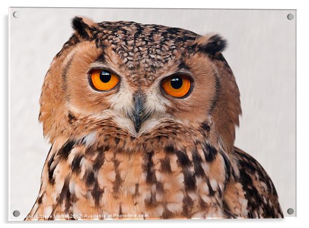 Savigny's Eagle Owl. (Bubo Ascalaphus) Acrylic by Steve Liptrot
