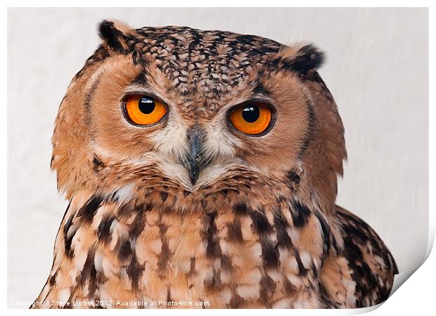 Savigny's Eagle Owl. (Bubo Ascalaphus) Print by Steve Liptrot