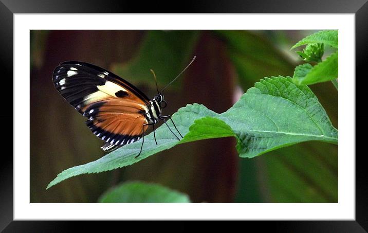 Sunset Longwing Butterfly on Leaf Framed Mounted Print by Robert Rackham