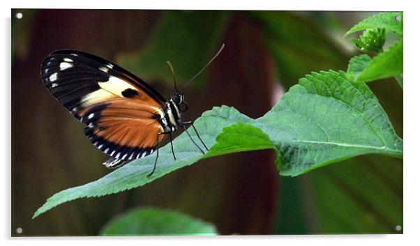Sunset Longwing Butterfly on Leaf Acrylic by Robert Rackham