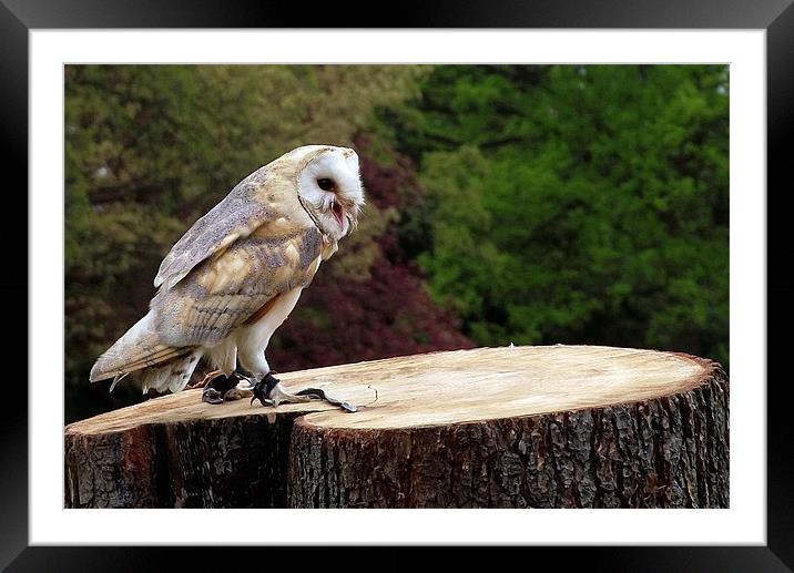 Barn Owl on Tree Stump Framed Mounted Print by Robert Rackham