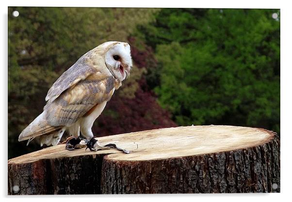Barn Owl on Tree Stump Acrylic by Robert Rackham