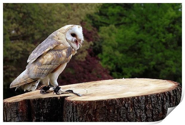 Barn Owl on Tree Stump Print by Robert Rackham