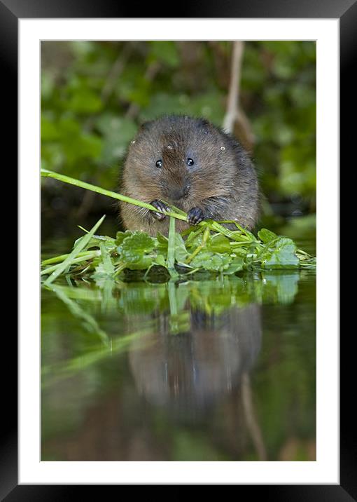 Water Vole Framed Mounted Print by Val Saxby LRPS