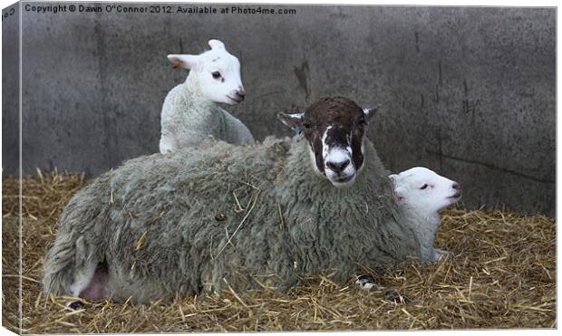 Sheep with Newborn Lambs Canvas Print by Dawn O'Connor