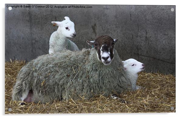Sheep with Newborn Lambs Acrylic by Dawn O'Connor