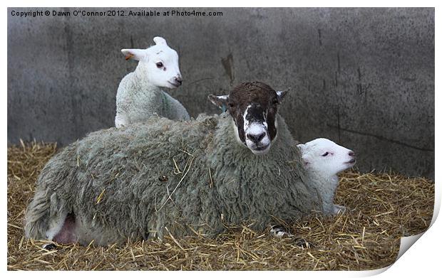 Sheep with Newborn Lambs Print by Dawn O'Connor