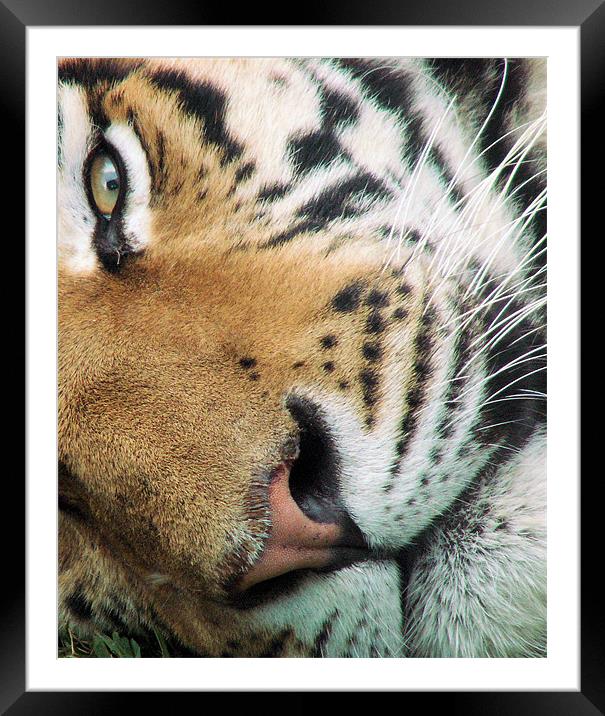 Tiger Tiger burning bright Framed Mounted Print by Mark Ashton