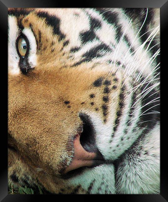 Tiger Tiger burning bright Framed Print by Mark Ashton