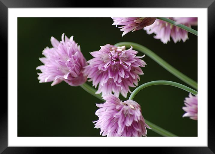 flower in bloom Framed Mounted Print by Zachary Bloom