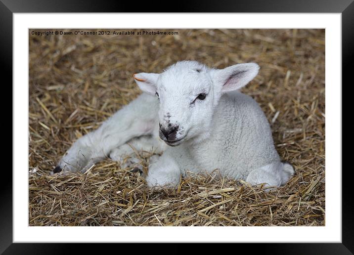 Lamb Framed Mounted Print by Dawn O'Connor