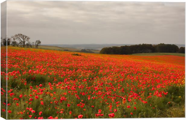 Poppy Field Canvas Print by Val Saxby LRPS