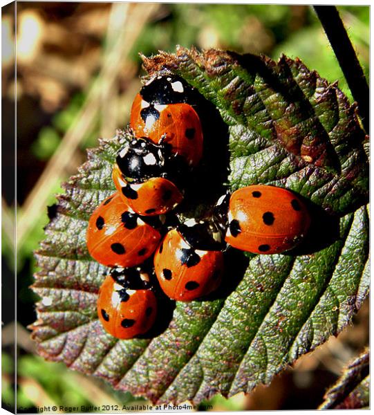 'L' for Ladybird ! Canvas Print by Roger Butler