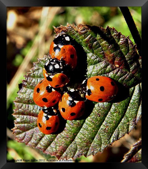 'L' for Ladybird ! Framed Print by Roger Butler