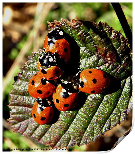 'L' for Ladybird ! Print by Roger Butler