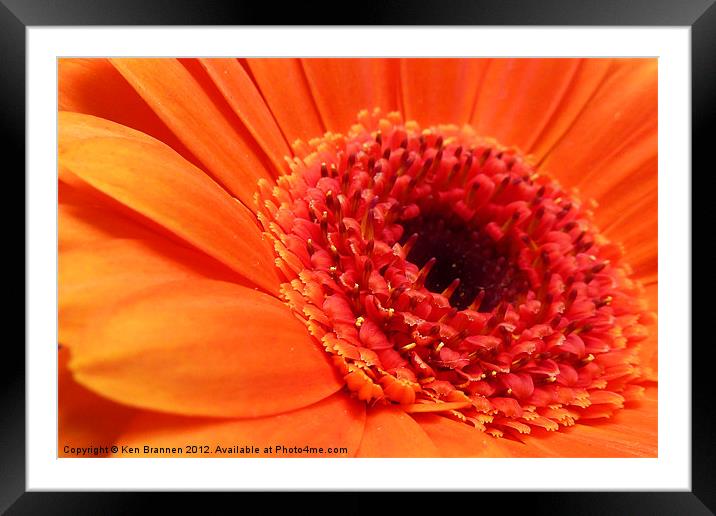 Orange Gerbera Framed Mounted Print by Oxon Images