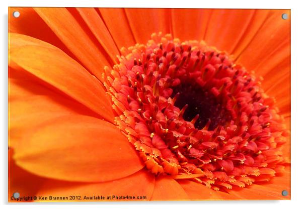 Orange Gerbera Acrylic by Oxon Images