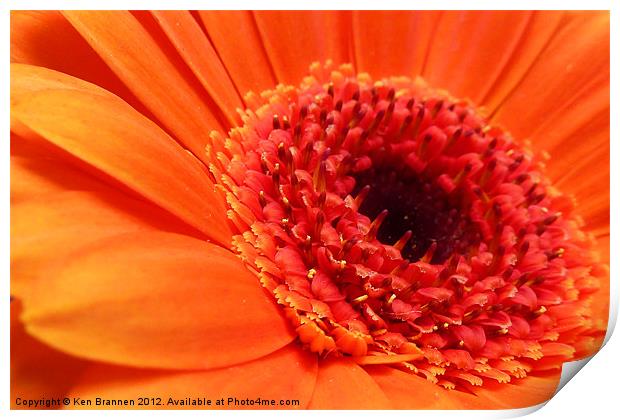 Orange Gerbera Print by Oxon Images