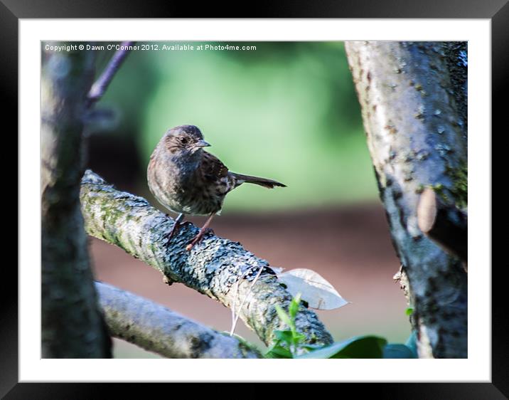 Dunnock Framed Mounted Print by Dawn O'Connor