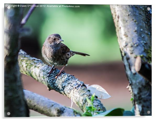 Dunnock Acrylic by Dawn O'Connor