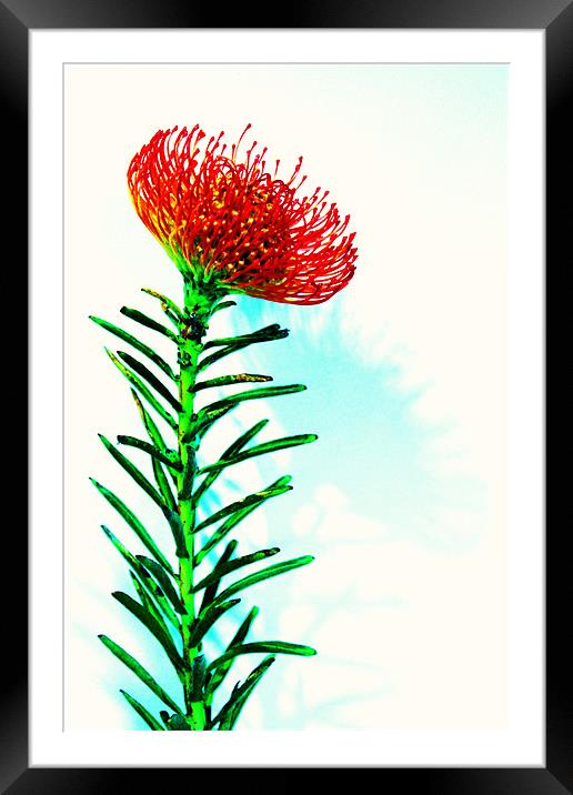 Red spikey flower pin cushion Framed Mounted Print by Charlotte Anderson