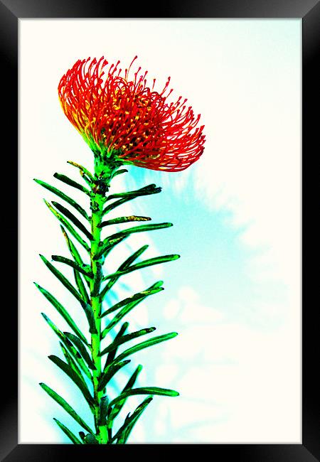 Red spikey flower pin cushion Framed Print by Charlotte Anderson